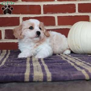 Archer, Cavachon Puppy